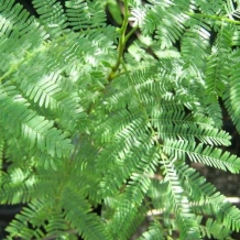 images/productimages/small/mimosa hostilis zaden.jpg